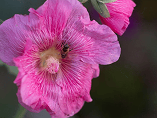 auxilion Biene auf Blume (pink)