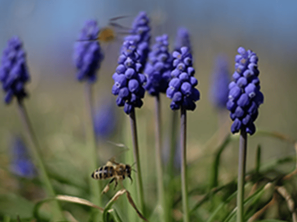 auxilion Biene auf Blumen (blau)