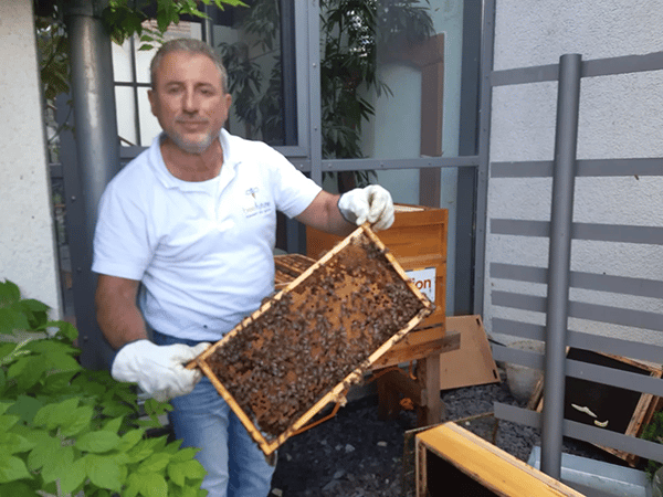 beefuture Mitarbeiter zeigt Honigwabe von auxilion Betriebsbienen