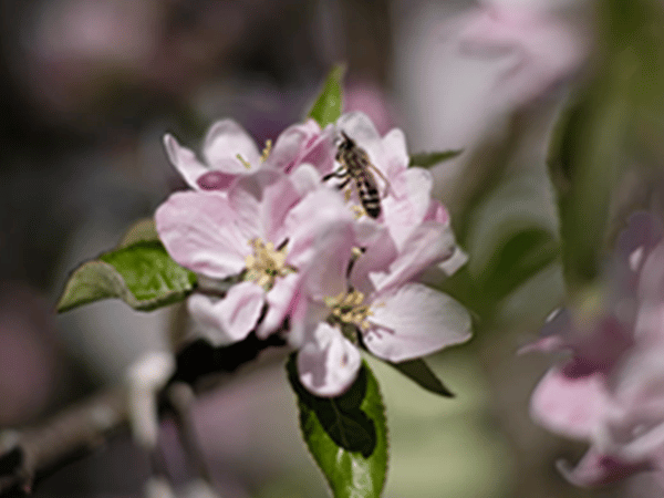 auxilion Biene auf Kirschblüten (rosa)