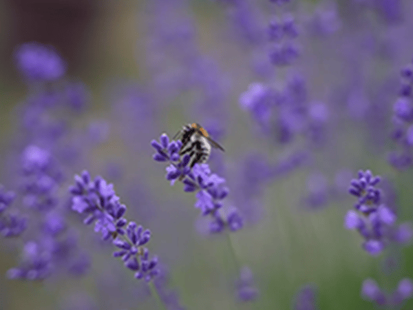 auxilion Biene auf Blüten (blau)